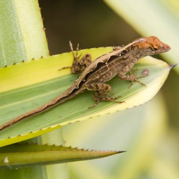 Brown Anole: A new lizard has established in Singapore
