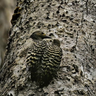 Buff-rumped Woodpecker (Meiglyptes tristis) Nest Building