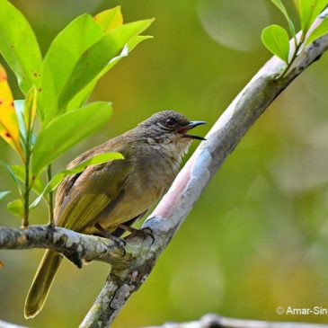 Three brownish bulbuls that are often unrated…