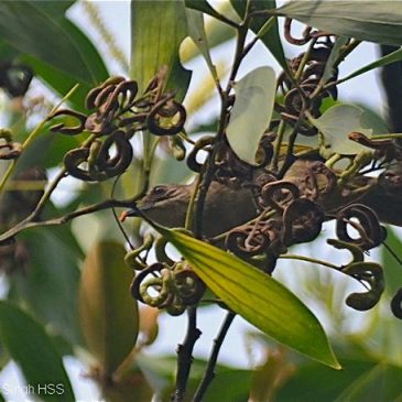 Bulbuls feeding on Acacia seeds/arils