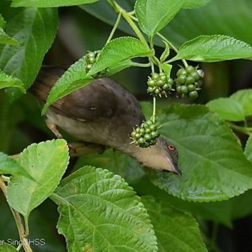 Red-eyed Bulbul feeding on Lantana camara fruits