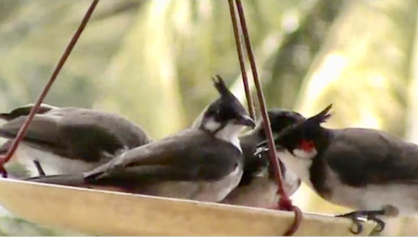 A family of Red-whiskered Bulbuls at the feeder