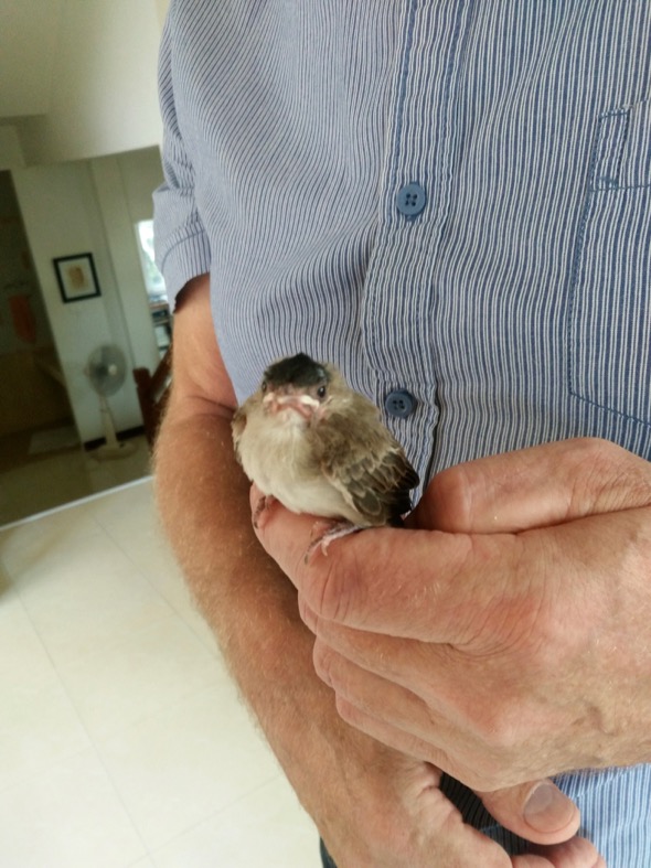 Wolfgang with the rescued chick