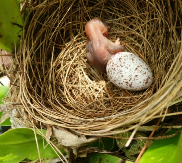 A chick and an egg in the nest