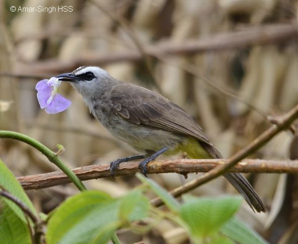 yellow vented bulbul diet