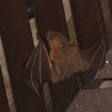Bats in my porch: 14. When is the bat’s head pointing up?