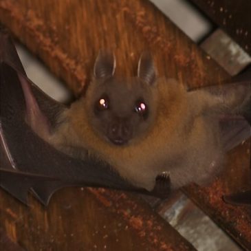 Bats roosting in my porch: 6. Morphology of the Common Fruit Bat