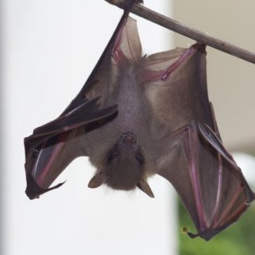 Bats in my porch: 23. A juvenile fell from the roost