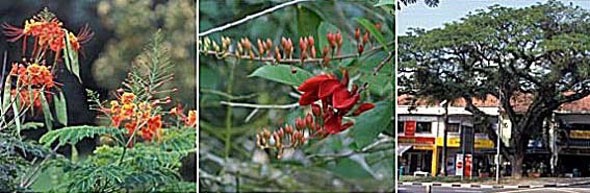 l-r: Caesalpinia pulcherrima, Erythrina crista-galli and Albizia samam