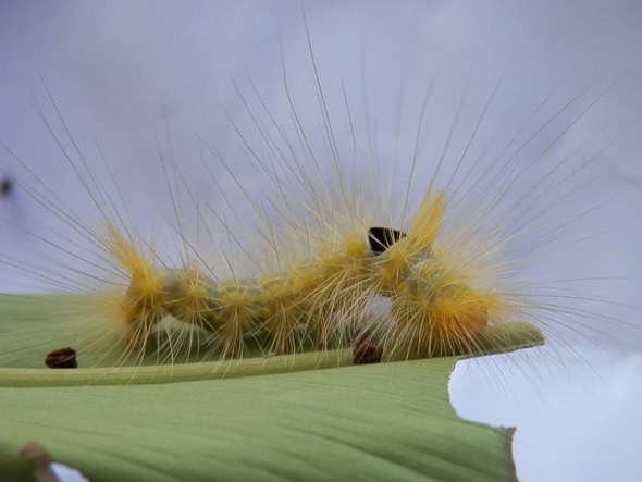 Calliteara horsfieldii-cat [FooJitLeang].jpg