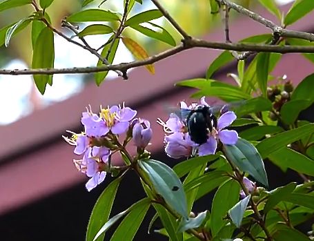 Carpenter Bees visiting flowers of Melastoma malabathricum