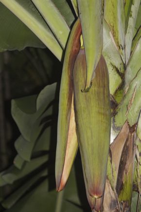 Animals attracted to the Banana inflorescence