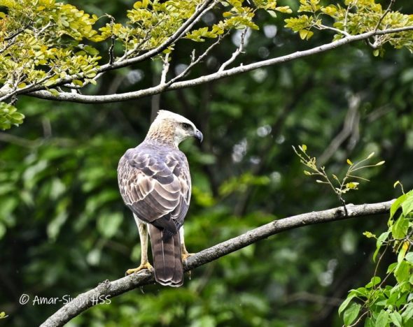 Foraging Hunting Behaviour Of The Changeable Hawk-eagle (nisaetus 