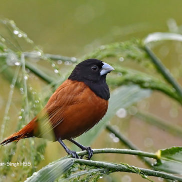 Chestnut Munia – getting hard to see