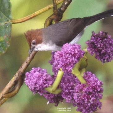 Update on Birds Observed Feeding on Poikilospermum suaveolens