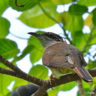 Banded Bay Cuckoo – conflict with Common Iora