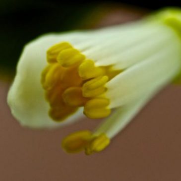 Pollination of Citrus x microcarpa flowers