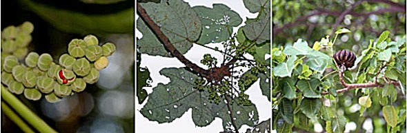 l-r: Claoxylon indicum; Macaranga gigantea and Hura crepitans