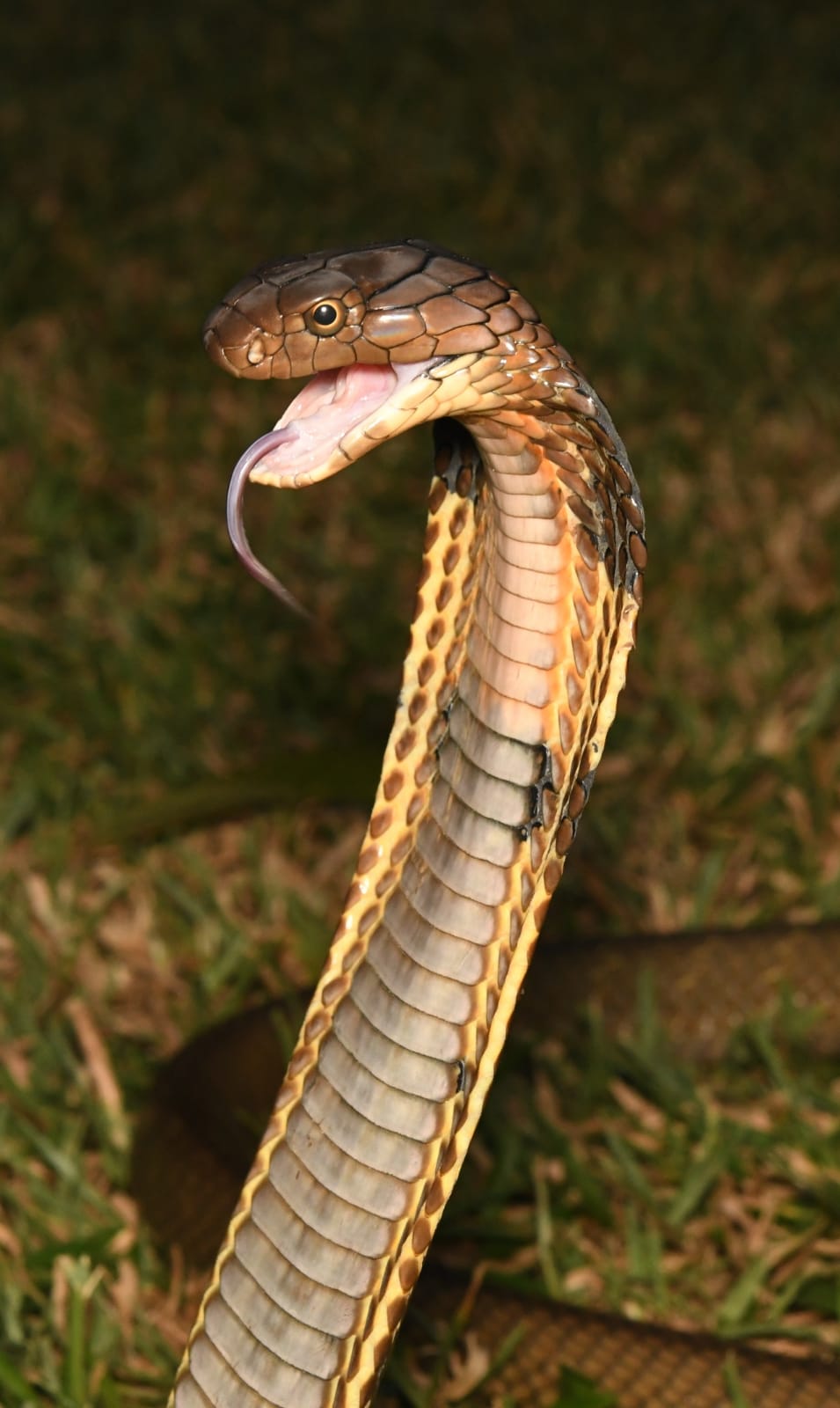 King Cobra - Ophiophagus hannah