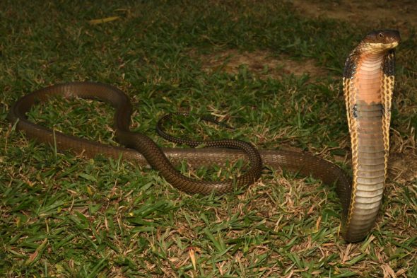 King cobra, Ophiophagus hannah - Bird Ecology Study Group