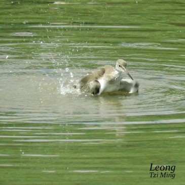 Common Redshank bathing and preening
