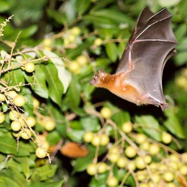 Common Fruit Bat feeding on longan