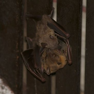 Bats in my porch: 8. Female with young
