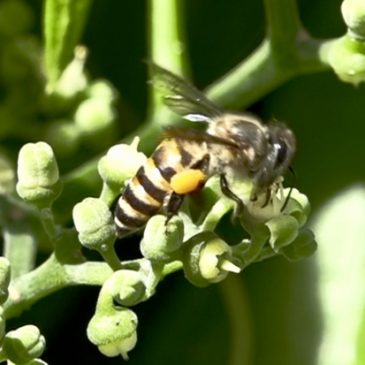 Bees collecting nectar and pollen from Bush Grape (Cayratia mollissima) flowers