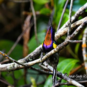 Courtship Behaviour of the Copper-throated Sunbirds