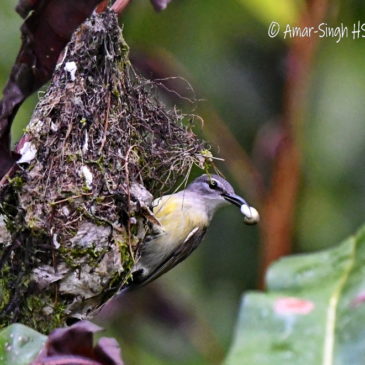 Nesting of the Copper-throated Sunbird Leptocoma calcostetha
