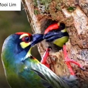 Unusual Nesting Behaviour of the Coppersmith Barbet
