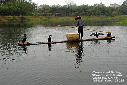 Cormorant Fishing – Guangxi, China