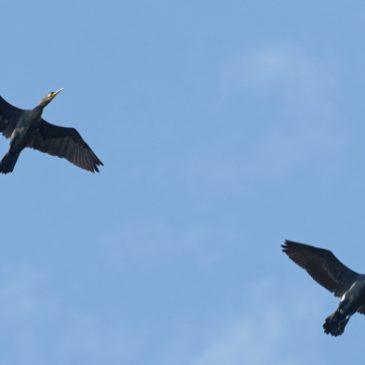 Great Cormorants sighted over Pasir Ris Park
