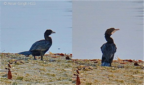 Little Cormorant – an uncommon migrant