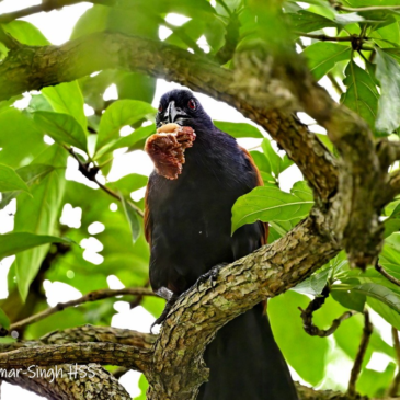 Greater Coucal (Centropus sinensis) Tree Nesting