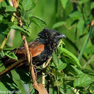 Bulbul and Lesser Coucal conflict