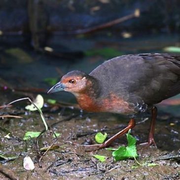 Second sighting of the Band-bellied Crake in Singapore