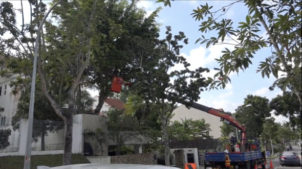 Are they saving the tree from the strangling fig?