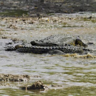 Battle of the crocodiles at Sungei Buloh Wetlands Reserve