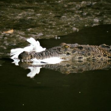 Estuarine Crocodile caught an egret at Sungei Buloh Wetland Reserve