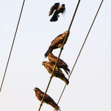 Crows harassing Black Kites