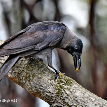 House Crow – with prey and nesting material