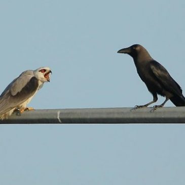 Pellets from Tuas: 5. Black-shouldered Kites and House Crows