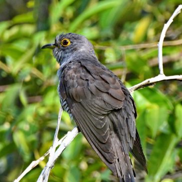 Cuckoo for ID (Indian vs Oriental) – It was an Indian Cuckoo after all.