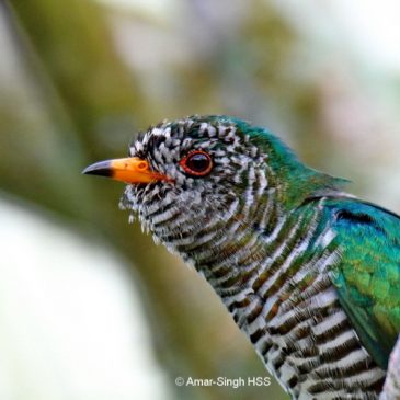 Asian Emerald Cuckoo – immature males