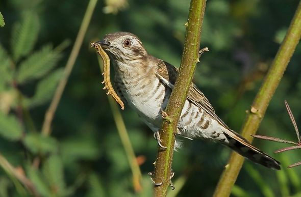 Horsfields Bronze Cuckoo Eating Caterpillar Bird Ecology Study Group