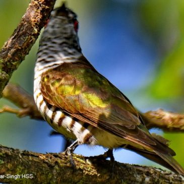 Male Little Bronze Cuckoo calling