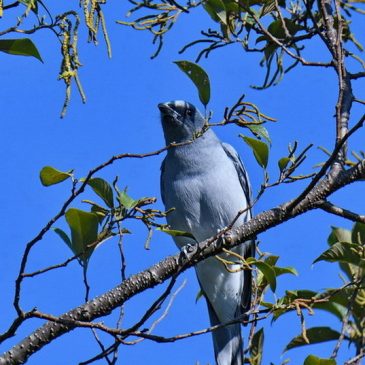 Large Cuckooshrike – issues with plumage and subspecies