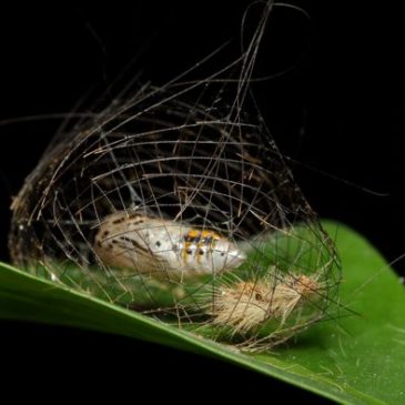 Parasitic fly emerged from cocoon of footman moth