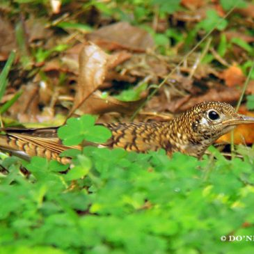 © Foraging Behaviour of White’s Thrush at Cuc Phuong NP. Part 3
